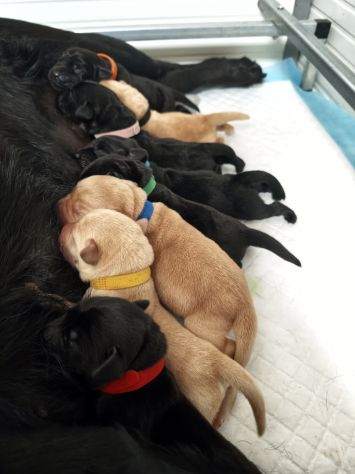 Cuccioli di Labrador retriever neri e gialli - Foto 5