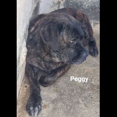 PONGO E PEGGY MERAVIGLIOSI, MERITANO UNA CASA; CANI IN ADOZIONE - Foto 3
