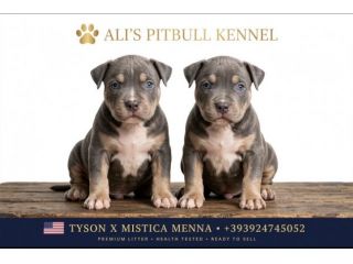 Cuccioli american Pitbull terrier tricolore