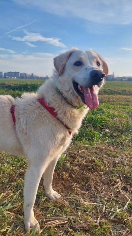 FOSTER CARATTERE ECCEZIONALE CANE IN ADOZIONE - Foto 2