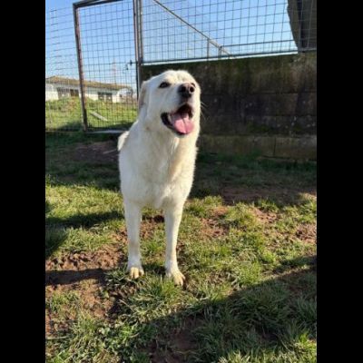 LA DOLCEZZA IN GABBIA, mix labrador CAGNOLINA IN ADOZIONE taglia media - Foto 8