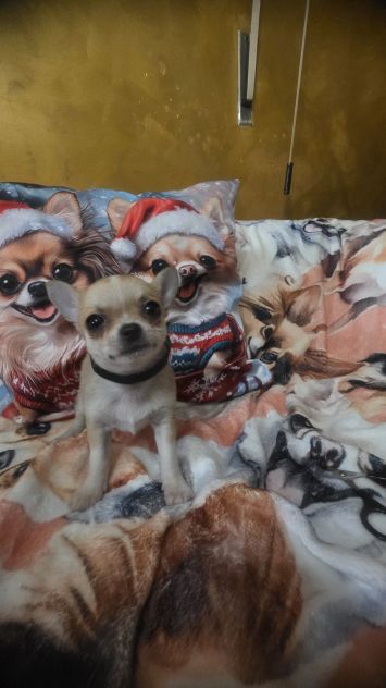 Chihuahua piccoli - Foto 7