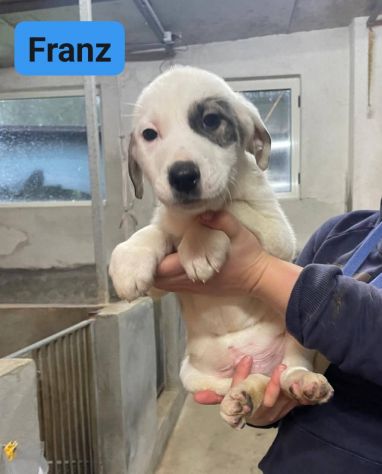 CUCCIOLI IN ADOZIONE - Foto 10