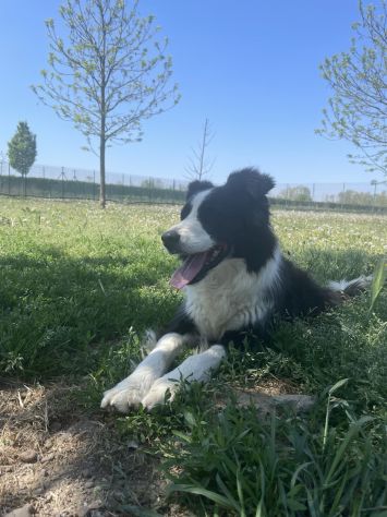 Chica - Foto 4