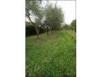 Agricolo in vendita a Ameglia