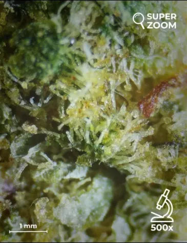 Green Apple - Foto 4