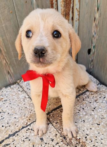 QUANTA TRISTEZZA NEGLI OCCHI DI PHOEBE! - Foto 8