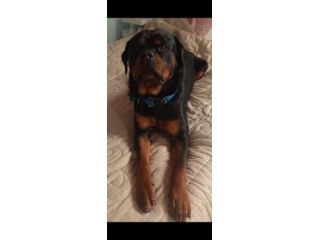 Cuccioli rottweiler