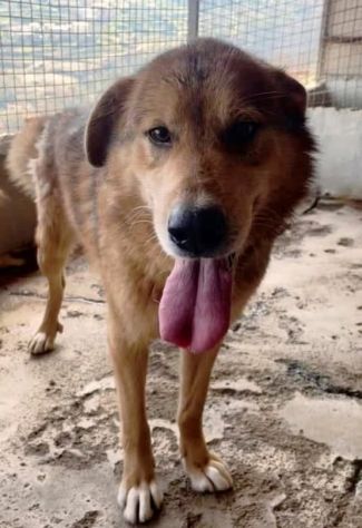 ELIO UN'OCCASIONE PER VIVERE, CANE IN ADOZIONE - Foto 3