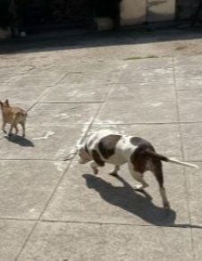 Pitbull adulta mollata 4anni fa,1occhio cieco, rinata,BUONISSIMA!CREMONA - Foto 8