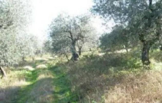 Immobile in asta di 7358 m² in vendita a Barile - Foto 3