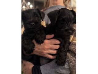 Zwergschnauzer comunemente detto Schnauzer nano