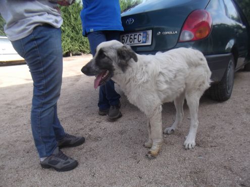 MARLON, cucciolone delizioso - Foto 3