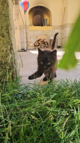 Matcha: cucciola 2 mesi - Foto 4