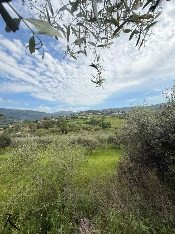 Laureana Cilento – terreno agricolo con 400 piante di ulivo - Foto 3