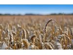 TERRENO AGRICOLO di 32244 mq (SAN GIMIGNANO) rif. S 38/C