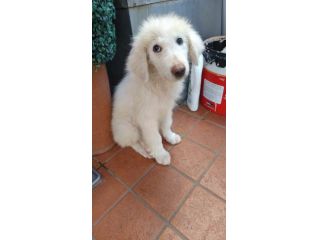 Step: maremmano 3 mesi