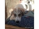 3meraviglie di circa 2anni pelo chiaro nessuna chiamata!CASERTA