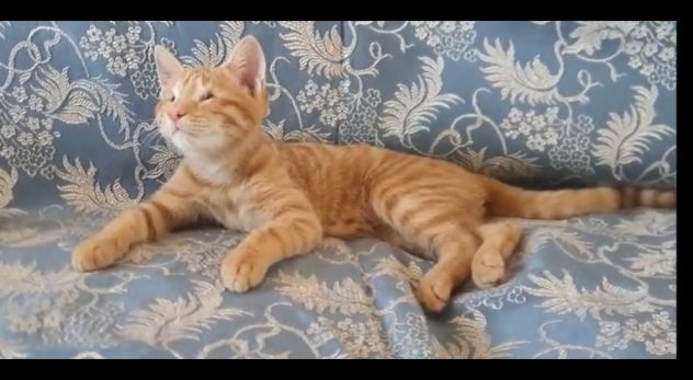 regalo gattino - Foto 2