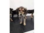 Otis cucciolo taglia medio piccola
