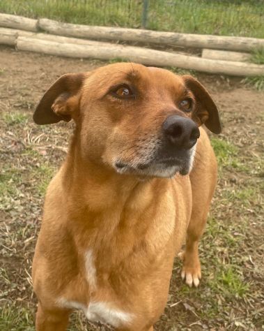MELODY: SPLENDIDA CAGNOLINA DA ADOTTARE !!! - Foto 3