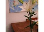 B&B Errepi Milano Loreto