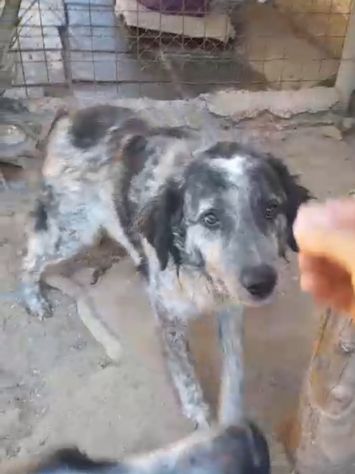 Yali 5anni kg25 vissuto in 1lager. PROV.PAVIA - Foto 3