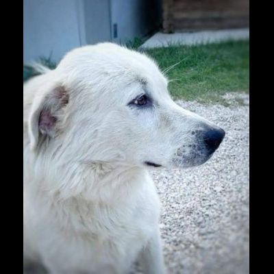 GIOVANE CANE IN ADOZIONE, DOLCISSIMO
