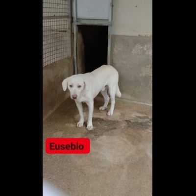 ERIBERTO, EUSEBIO, ERCOLE, CAGNOLINI IN ADOZIONE - Foto 9