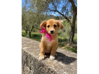 Regalo cuccioli taglia medio piccola