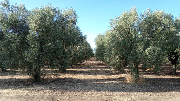 Ottimo oliveto a 5 km da Cerignola - Foto 4