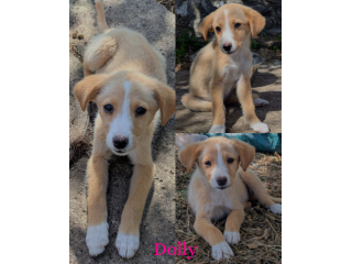 Cucciole dolcissime in cerca di famiglia
