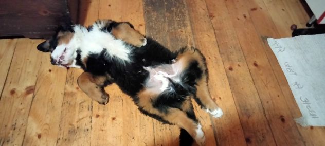 Cucciolo di bovaro del bernese - Foto 8
