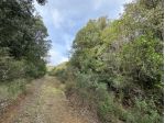 COMUNE DI CASTIGLIONE DELLA PESCAIA VENDESI BOSCO