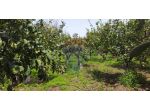 Terreno in vendita a Fiumefreddo di Sicilia