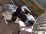 GAIA, pointerina mignon