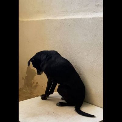 MOZART DOLCEZZA E AVVILIMENTO CANE IN ADOZIONE TG MEDIO CONTENUTA - Foto 5