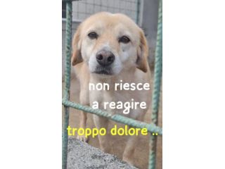 SAM 10 ANNI 15/18 kg taglia media contenuta
