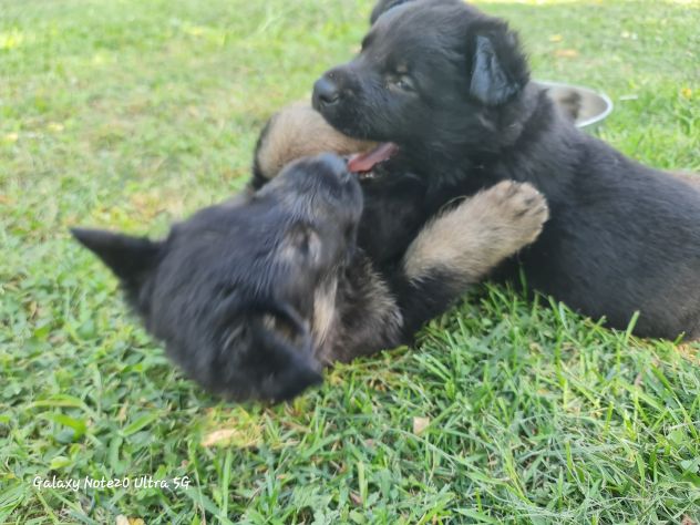 Vendo cuccioli di pastore tedesco linee da lavoro - Foto 4