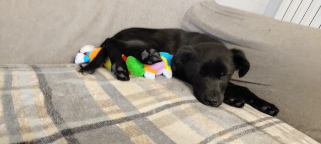 PALLINO, cucciolo amoroso - Foto 3