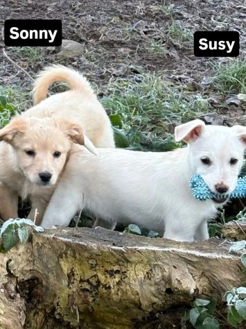 Cambiate il loro destino,  Mamma e cuccioli in adozione - Foto 3