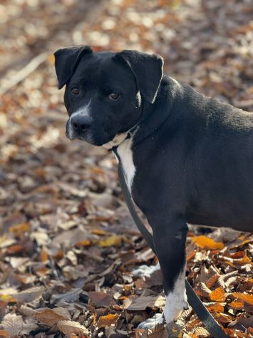 ROSA, mix STAFFY incredibilmente coccolona! - Foto 7