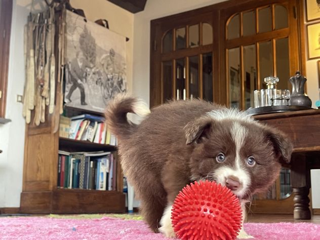 Vendesi Border collie di alta genealogia - Foto 3