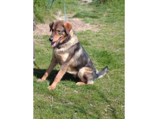 CRIS, vivace cagnolone affettuosissimo