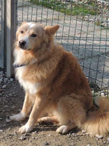 GINGER E FRED, la coppia perfetta - Foto 4