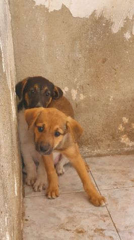 CUCCIOLE 2 MESI taglia media contenuta SONO IN STRADA - Foto 2