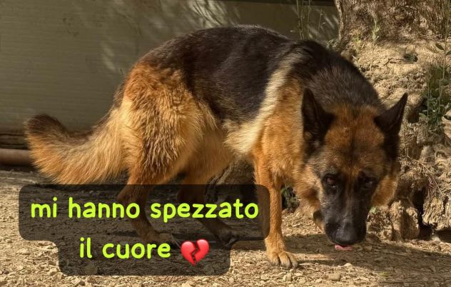 IL CUORE SPEZZATO DIETRO LE SBARRE SASHA PASTORE TEDESCO 2 ANNI PORTATA IN CANIL - Foto 5