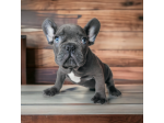 CUCCIOLI DI BULLDOG FRANCESE DISPONIBILI – BOULEDOGUE FRANÇAIS
