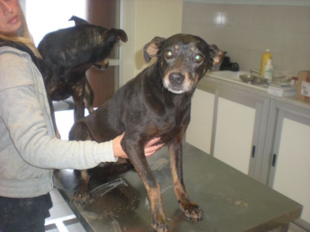 TIMY E PRINCESS, due dolcissime cagnoline taglia piccola - Foto 3