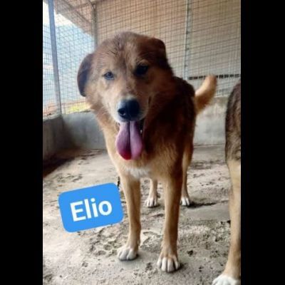 ELIO e EMERSON DIMENTICATI CANI SOCIEVOLI E AMOREVOLI IN ADOZIONE - Foto 2